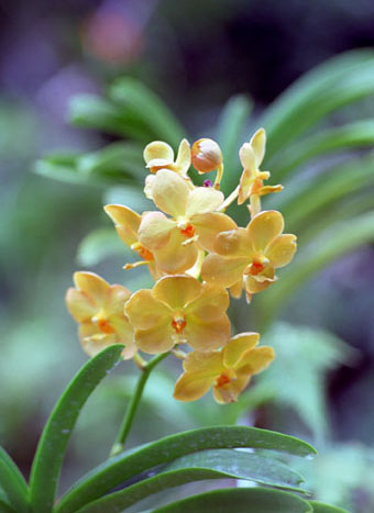 Foto from The National Orchid Garden - Singapore