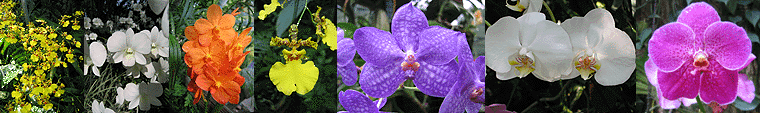 Fotos from The National Orchid Garden - Singapore